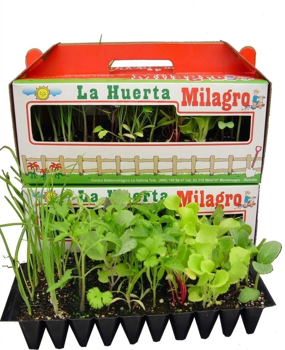 Kit familiar de pl&aacute;ntulas: caja de cart&oacute;n con bandeja de pl&aacute;ntulas de hortalizas